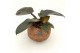 Kamerplanten mix groen Kokodama Jungle mix no string 
