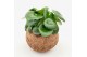 Kamerplanten mix groen Kokodama Jungle mix no string 