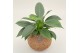 Kamerplanten mix groen Kokodama Jungle mix no string 