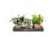 Kamerplanten mix groen Kokodama Jungle mix no string 