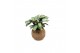 Kamerplanten mix groen Kokodama Jungle mix no string 