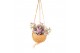 Tradescantia cerinthoides sweetness Kokodama hangup 