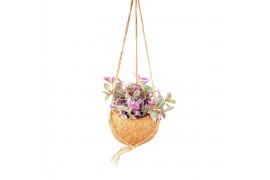 Tradescantia cerinthoides sweetness Kokodama hangup