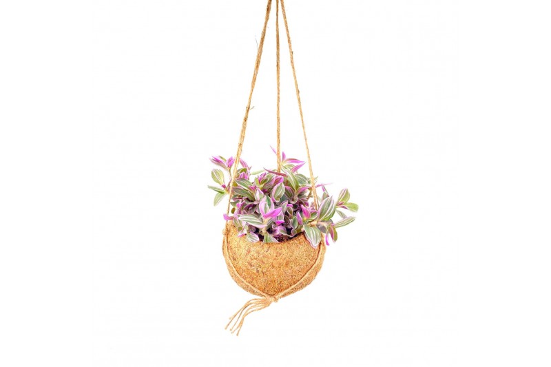 Tradescantia cerinthoides sweetness Kokodama hangup 