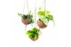Scindapsus mix Kokodama hangup 