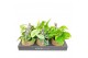 Scindapsus mix Kokodama hangup 