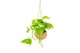 Scindapsus mix Kokodama hangup 