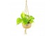 Scindapsus mix Kokodama hangup 