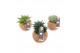 Succulenten mix Kokodama no string 