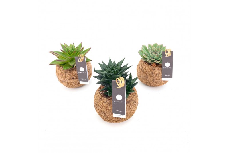 Succulenten mix Kokodama no string 
