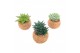 Succulenten mix Kokodama no string 