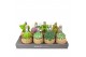 Succulenten mix Kokodama no string 