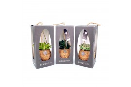 Succulenten mix Kokodama Gift Package