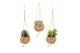 Succulenten mix Kokodama Gift Package 
