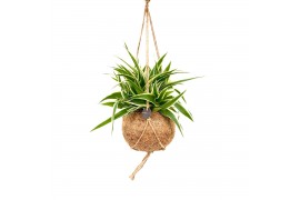 Chlorophytum ocean Kokodama hangup