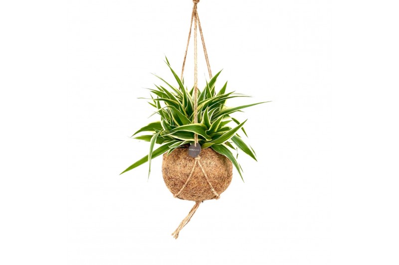 Chlorophytum ocean Kokodama hangup 