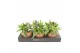 Chlorophytum ocean Kokodama hangup 
