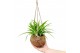 Chlorophytum ocean Kokodama hangup 