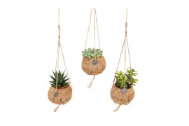 Succulenten mix Kokodama hangup