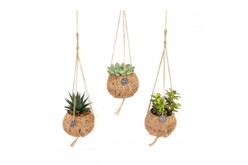 Succulenten mix Kokodama hangup 