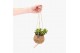 Succulenten mix Kokodama hangup 