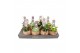 Succulenten mix Kokodama hangup 