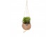 Succulenten mix Kokodama hangup 