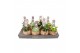 Succulenten mix Kokodama hangup 