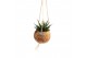 Succulenten mix Kokodama hangup 