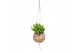 Succulenten mix Kokodama hangup 