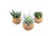 Aloe mix Kokodama 15 cm Aloe mix 
