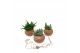 Aloe mix Kokodama 15 cm Aloe mix 