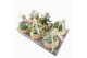 Aloe mix Kokodama 15 cm Aloe mix 