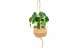 Pilea peperomioides Kokodama Pannenkoek plant 