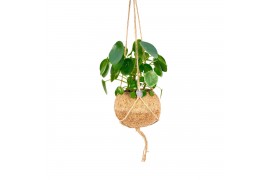Pilea peperomioides Kokodama Pannenkoek plant