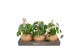 Pilea peperomioides Kokodama Pannenkoek plant 