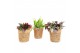 Kamerplanten mix Kokopot Eden Collection 