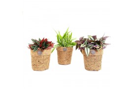 Kamerplanten mix Kokopot Eden Collection