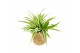 Kamerplanten mix Kokopot Eden Collection 