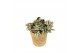 Kamerplanten mix Kokopot Eden Collection 