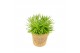 Kamerplanten mix Kokopot Eden Collection 