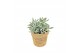 Kamerplanten mix Kokopot Eden Collection 