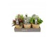 Kamerplanten mix Kokopot Eden Collection 