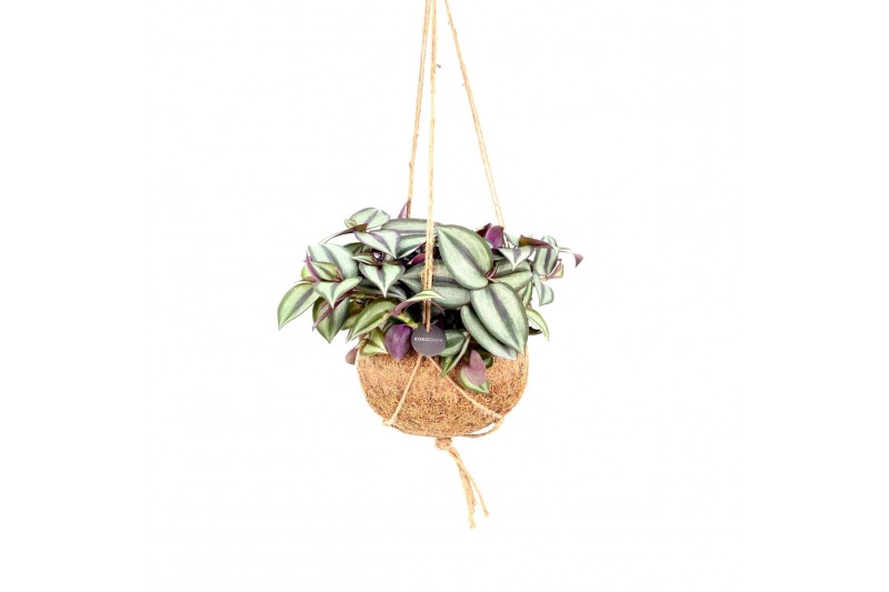 Tradescantia purpusii Kokodama 15 cm Tradescantia Zebrina 5.0 - 7.4  c 