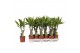 Dracaena fragr. golden coast Enkel stam 
