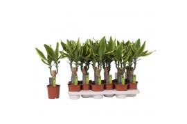 Dracaena fragr. golden coast Enkel stam