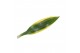 Dracaena fragr. golden coast Enkel stam 