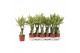 Dracaena fragr. yellow coast Enkel stam 