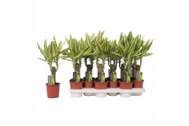 Dracaena fragr. yellow coast Enkel stam