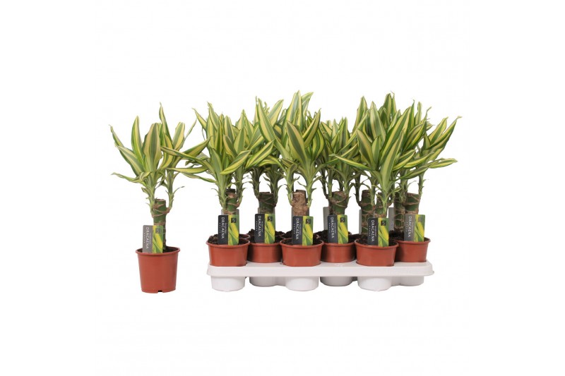 Dracaena fragr. yellow coast Enkel stam 